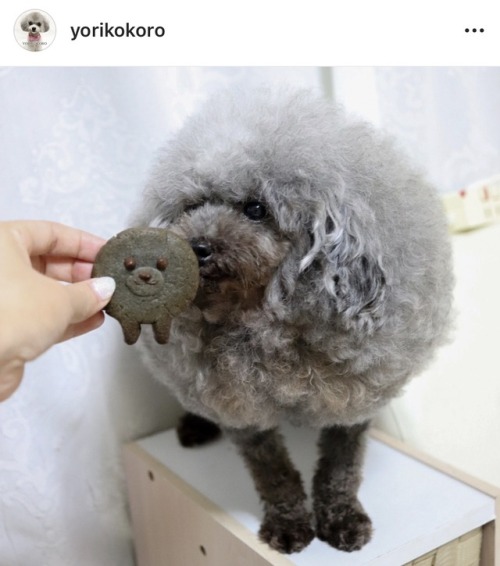 motherish:This is my favorite dog in the entire world. Whenever I am feeling sad I visit their IG an