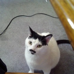 dandylion-days:  This cat’s mustache is cracking me up! Lol! His name is Groucho! #mustache #kitty  He has a mustache xD omg, idk why this makes me want to laugh and cry