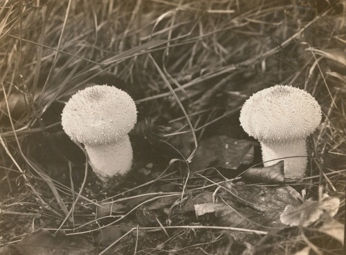 dame-de-pique:  Kurt Herschel - Europa. Flaschen-Stäubling (Lycoperdon perlatum, syn. L. gemmatum), 