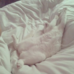 #lazy #meko #kitten #cat #cute