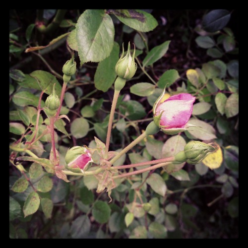 Pictures Of Flowers Taken Throughout The Year (Plus A Snail My Nephew Adopted)