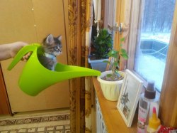 iloveyoukendricklamar:  markv5: Еще одно доказательство того, что коты - это жидкость…  He help water the plant 