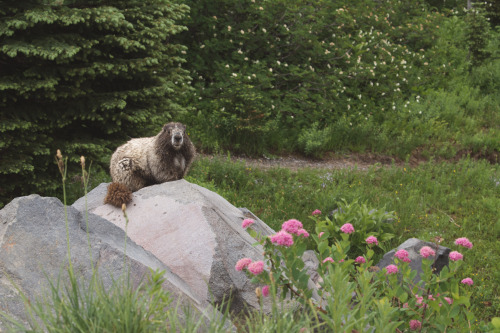 Marmot