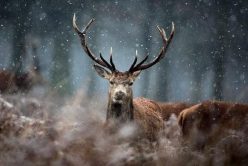 nubbsgalore:  winter is coming. photos by (click pic) dennis binda, mike segar, orsolya and erlend haarberg, roeselien raimond and dan kitwood  