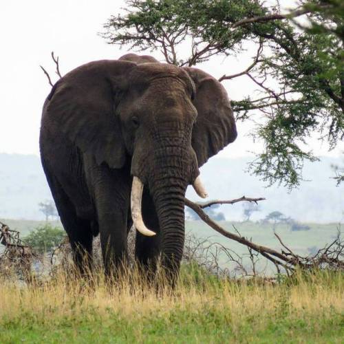 Image by @cocha3 Tembo ..probably broke one of its tusk in a fight ..majestic#tanzania #serengeti 