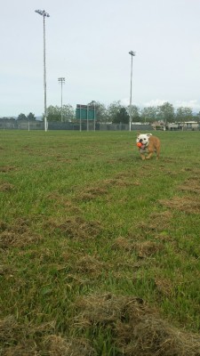 cloverthebulldog:  I got the ball.  Now what? 