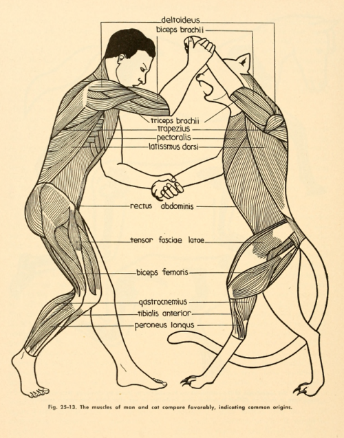 nemfrog: “The muscles of man and cat compare favorably, indicating common origins.” . Zoology. 1952.