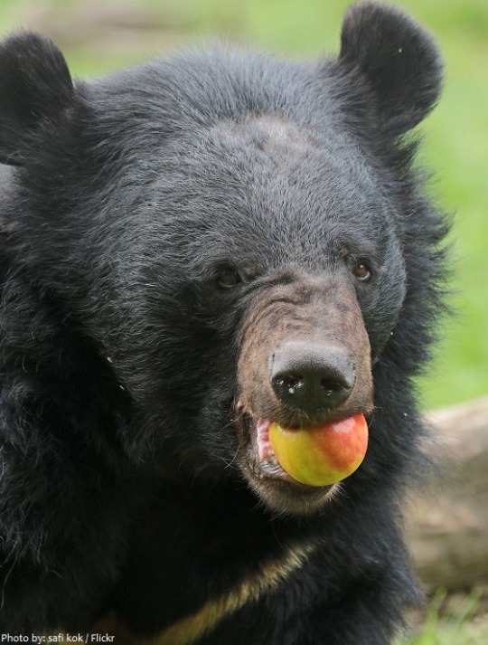 bearotonin-international:  todaysbird:llstarstrxckll:furrama:todaysbird:theirtheretheyre:todaysbird:notpukichosadly:todaysbird:todaysbird:i made you a fruit salad but it’s only one fruit have a second fruit This Salad Is Really Coming Alongive got