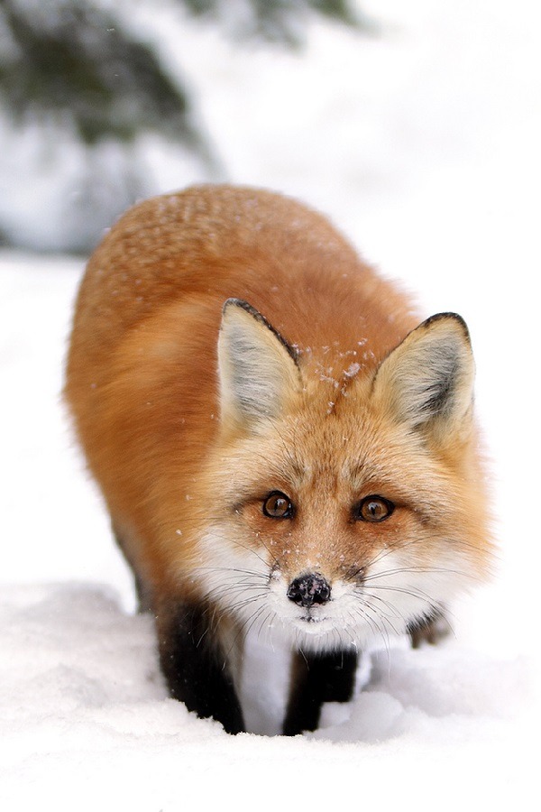 wolverxne:  Sneaky Fox | by: [Megan Lorenz]