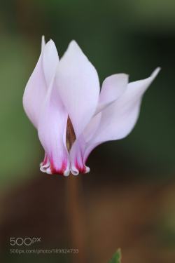 fulviomeloni:Flower(Cyclamen) by junichi1967112 http://ift.tt/2ijEeWo #macro i wish mine didn’t die :(