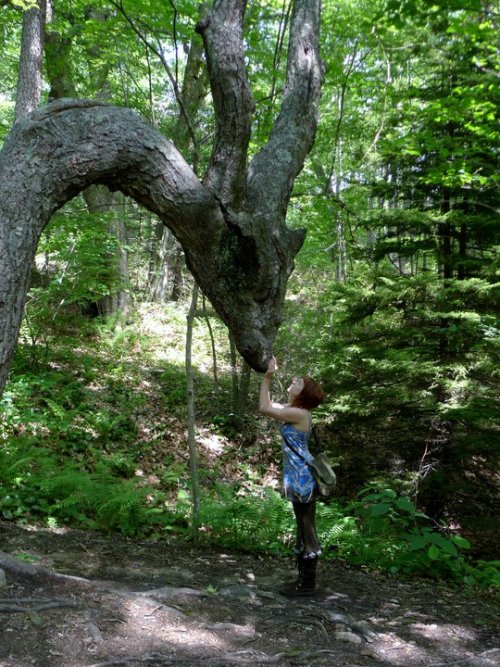 lyndzielegend: xelethaine: mori-girl-life: Saying Hello to the Dragon. That is a fucking forest spir