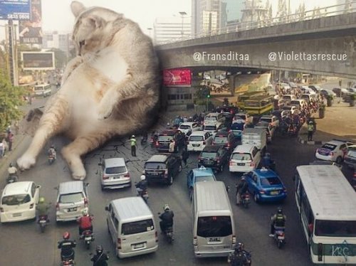 catsbeaversandducks: Catzillas: Giant Cats In Urban Landscapes Indonesian artist Fransdita Muafidin 