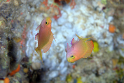 seacuties:  aquatic-heaven:  Ladies’ Dance