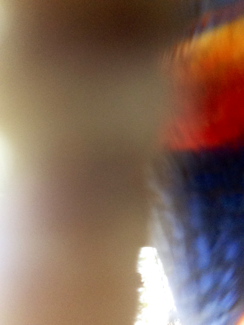 Lorikeet selfies return! with bonus photo of a birb who landed on my phone, over the camera.