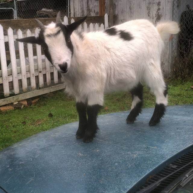 2ufarm:
“Freddy #goats #organic #soap #cars #2ufarm (at 2UFarm Ridgefield WA)
”