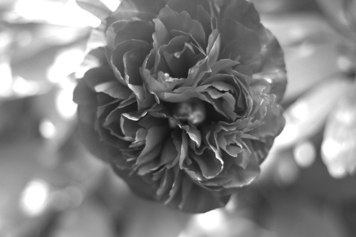 Rose &hellip; Red FlimFlamFlummox