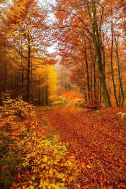 silvaris:  Autumn trail by Bengt Sigeholt  