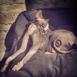 lunardreadlocks:  Ah mornings..#bellathebabe ’s favourite time of the day #Sphynx #Sphynxcat #catsofinstagram