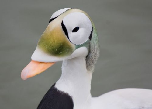 cutebiology:astronomy-to-zoology:Spectacled Eider (Somateria fischeri)…is a large species of sea duc