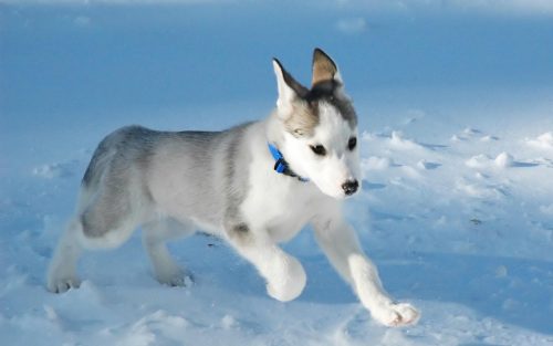 &ldquo;Running Canadian Eskimo dog [1920×1200]&rdquo; on /r/wallpaper http://ift.tt/1EYRtoE