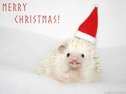 hedgehogsofasgard: Happy holidays everyone!