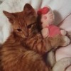 nendroidzz:so are you the cat or the hello kitty plush in the relationship?