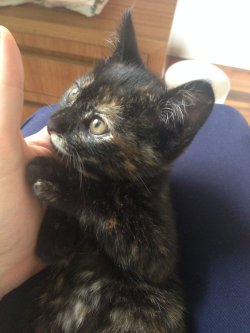 cute-overload:  She appeared in a friend’s roof and nobody wanted to keep her because she’s “ugly”. Meet my new friend, Reddit!http://cute-overload.tumblr.com  She looks like my Megs.