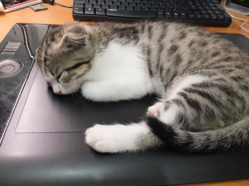danadelions: kitten fell asleep oN MY TABLET OMG……..