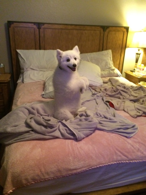 wolfpuke:  My dog sometimes refuses to get off the bed.. So he sits up and stares me down.. 