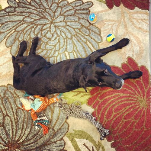 Dakota likes to nap with all the toys in the studio. His owners previous dogs was part of the #black