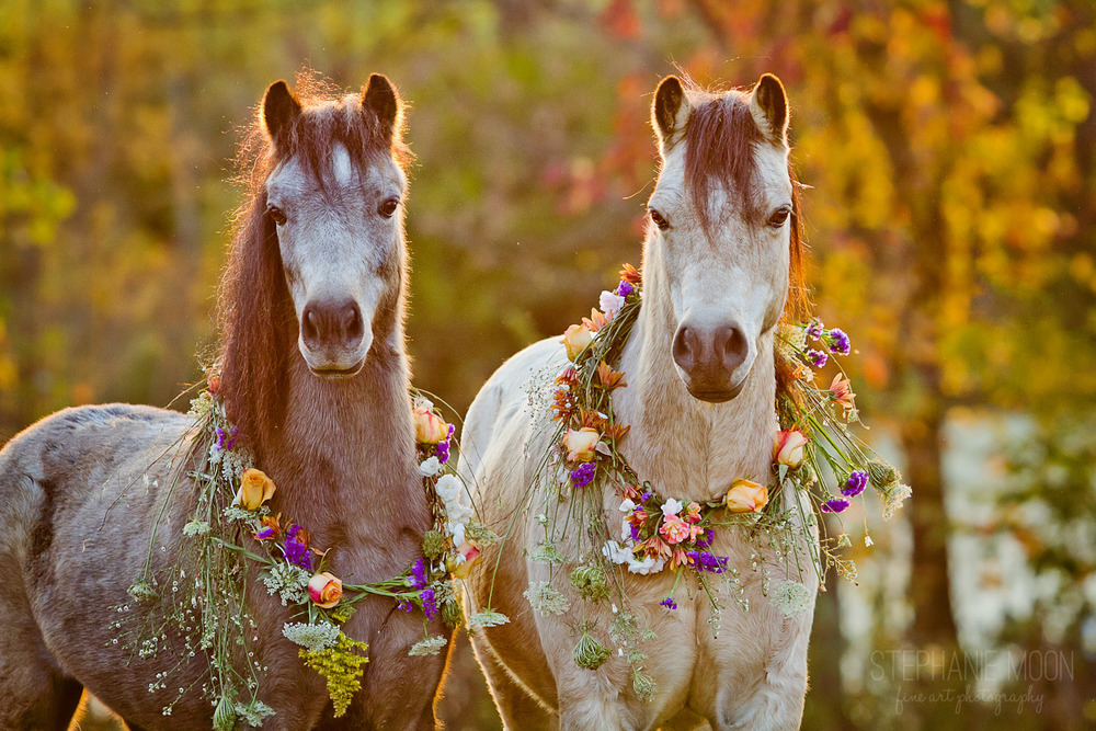 megarah-moon:  “Flower Ponies” by Stephanie Moon 