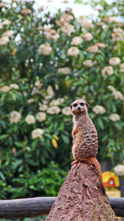 Not on my watch. Nicht unter meiner Aufsicht.Meerkat on the lookout. Zoo Leipzig, 2015.