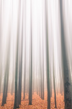 alecsgrg:  Mystical forest | ( by Michael Horak ) 