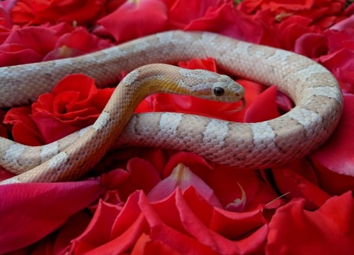omg-snakes:Olaf is a dapper fellow.