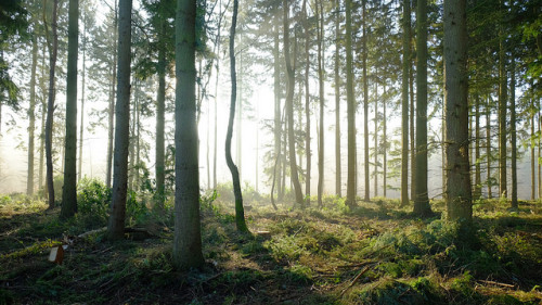 Forest Light by scotbot on Flickr.