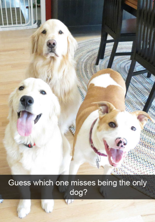 wwinterweb:Funny Dog Snapchats (see 12 more)