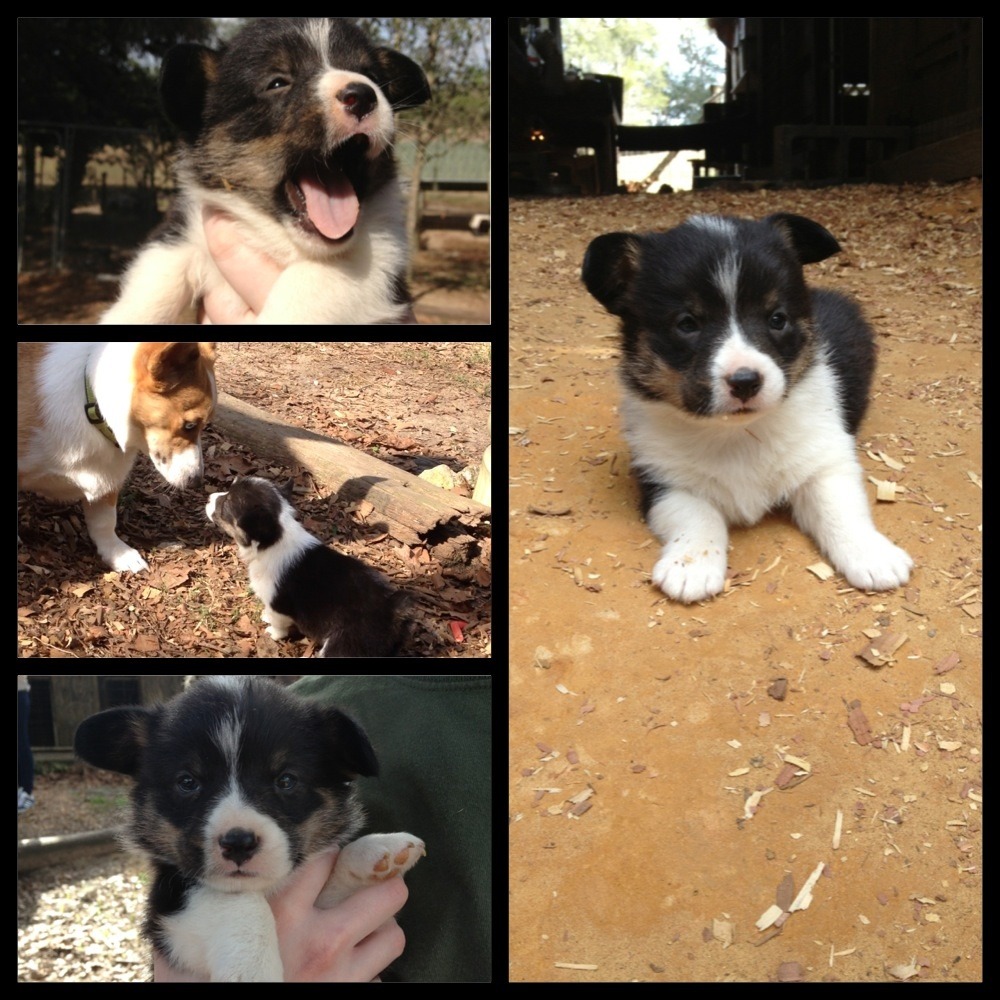 corgiaddict:  Visiting baby Arthur (tri) with Ollie, our older corgi before he can