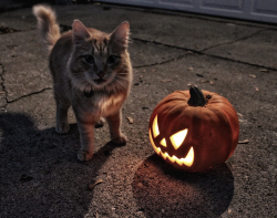 spookyshouseofhorror:  Halloween Kitty 