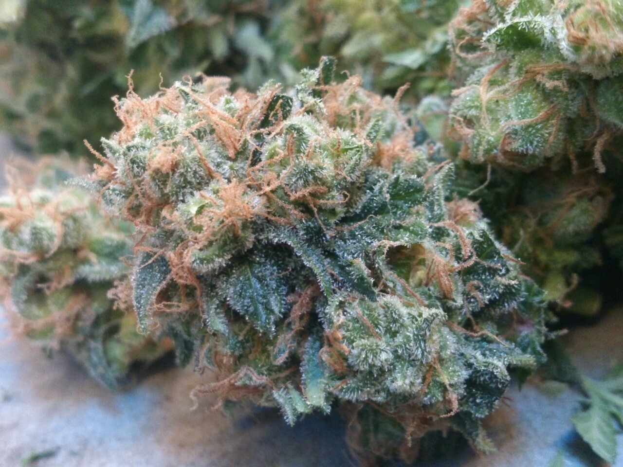 top-choice:  White Skunk 