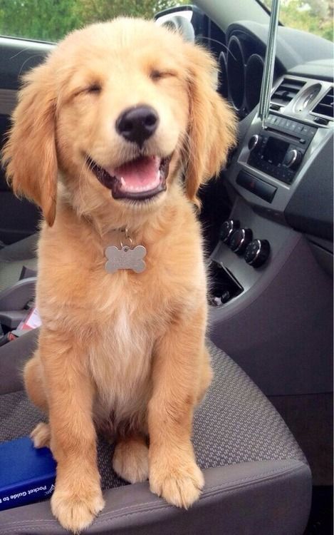 thecutestofthecute:  Dogs and cars! 