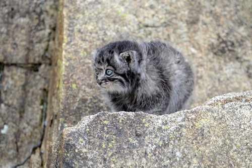 tiger-in-the-flightdeck:admirable-mairon:theotherwesley:cuteanimals-only:Rescued Pallas’s cat kitten