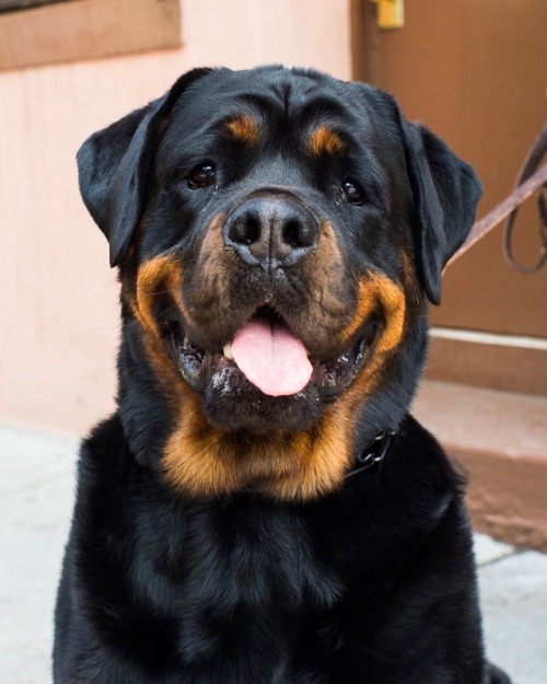 thedogist - Lula, Rottweiler (4 y/o), Houston & Mott St., New...