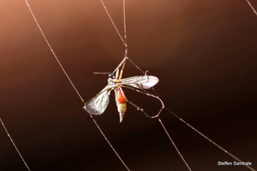 lunch #spiderweb #spiderwebphotography #beautifullight #nature...