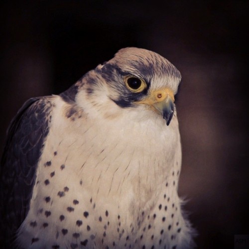 Lanner Falcon #asm1 #lanner #falcon #birdofprey