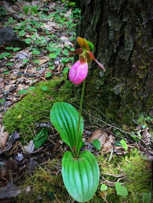 Lady Slipper Orchid, (Cypripedium acaule) Cherokee National Forest