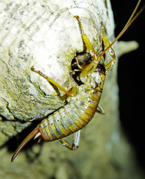 More noctournal New Zealand crickets! These are auckland tree wetas, Hemideina thoracica. The photo 