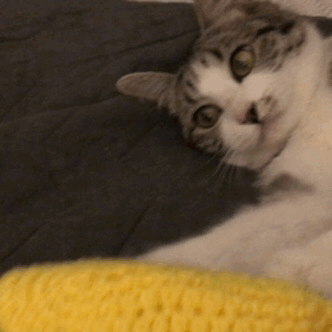 tamigurumi:  So what could be cuter than Neko Atsume? How about Neko Atsume IRL?