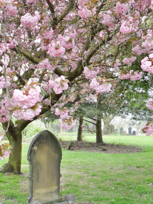 vwcampervan-aldridge: Pink Cherry Blossom in Warstone Lane Cemetery, Hockley, Birmingham, Engla