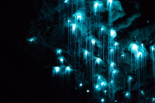 itscolossal:  Long-Exposure Photographs of a New Zealand Cave Illuminated by Glowing Worms  