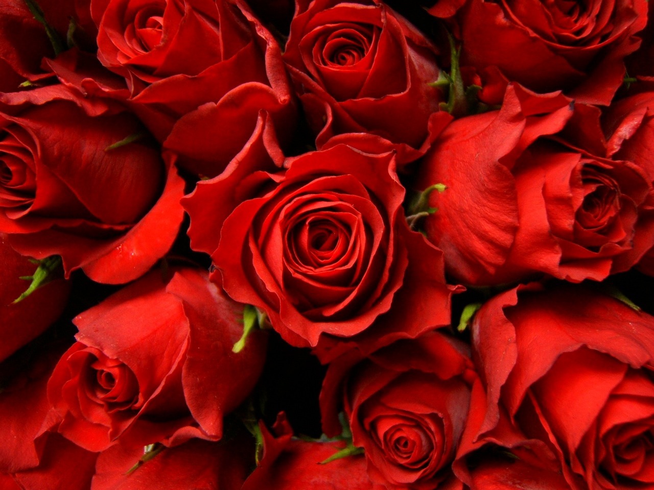 Beautiful Roses